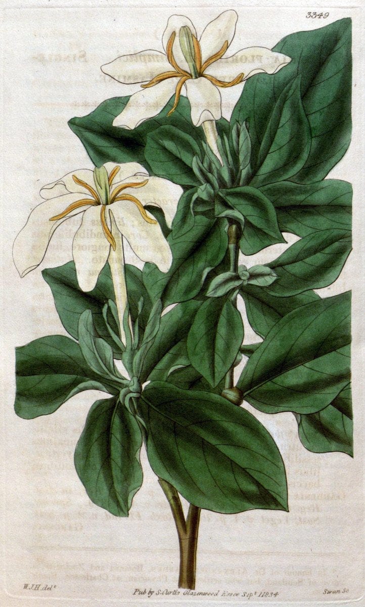 Curtis's botanical magazine..London ;New York [etc.] :Academic Press [etc.]. |  | Vintage Print Reproduction 457178