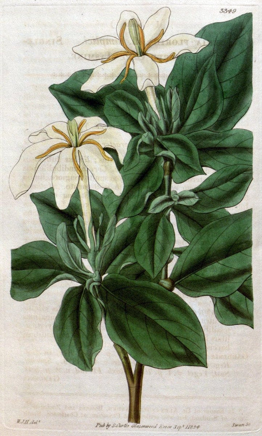 Curtis's botanical magazine..London ;New York [etc.] :Academic Press [etc.]. |  | Vintage Print Reproduction 457178