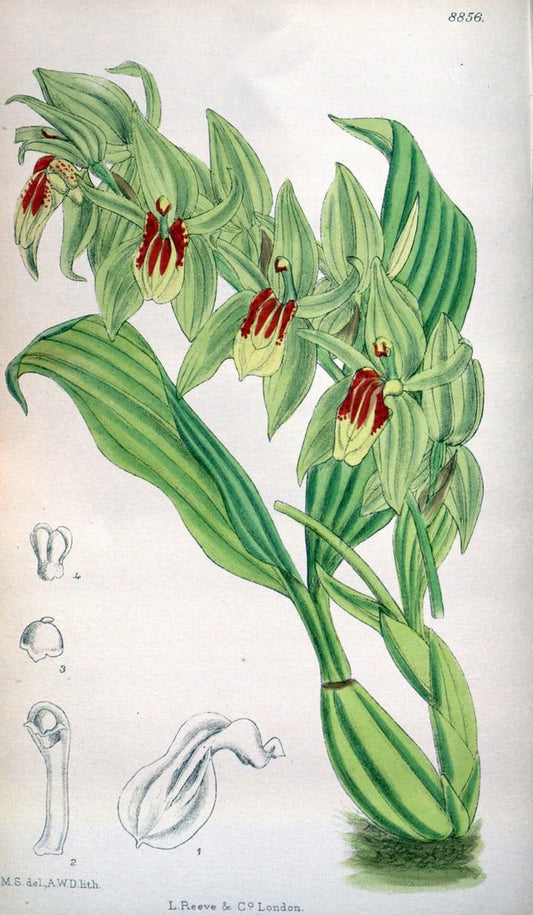 Curtis's botanical magazine. London ; New York [etc.] :Academic Press [etc.]. | "Botanical illustration" Botany Periodicals "Pictorial works" "Plants, Ornamental"  | Vintage Print Reproduction 457180