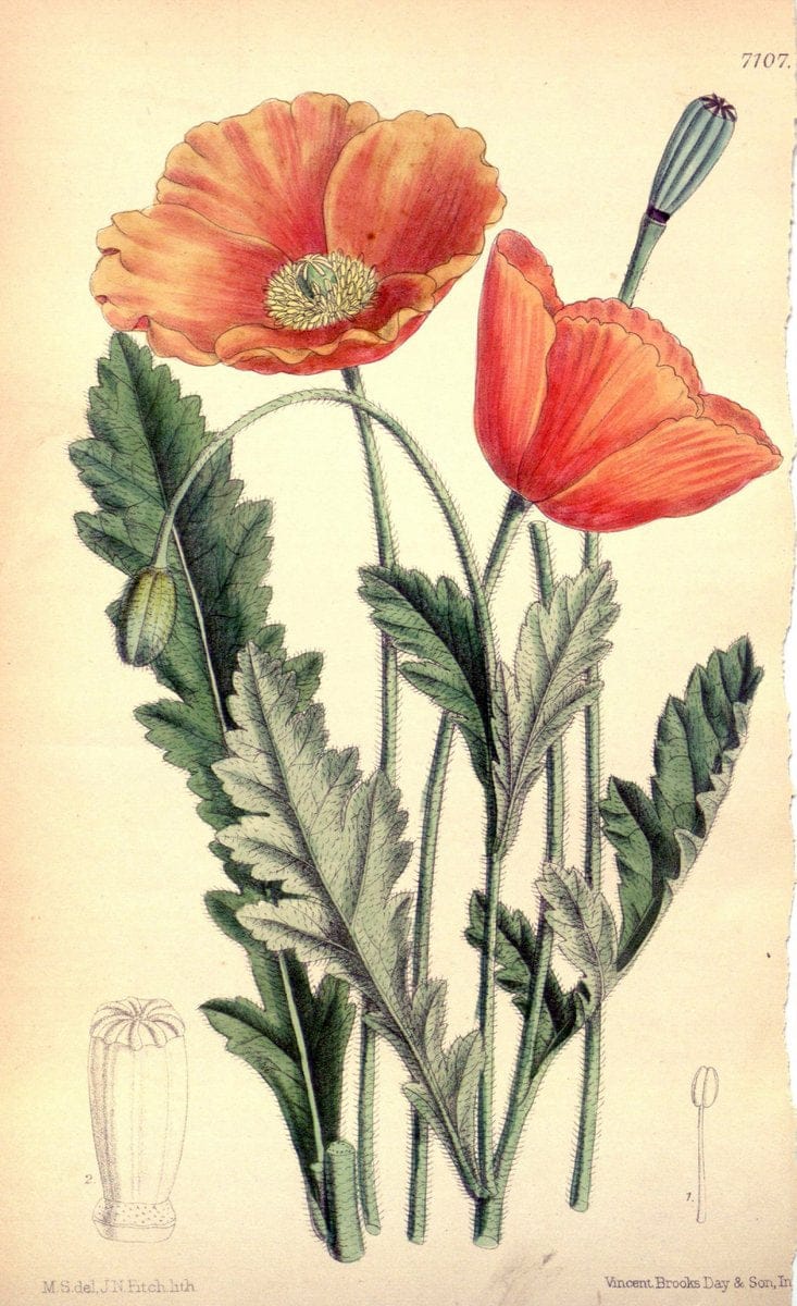 Curtis's botanical magazine. London ; New York [etc.] :Academic Press [etc.]. | "Botanical illustration" Botany Periodicals "Pictorial works" "Plants, Ornamental"  | Vintage Print Reproduction 457181