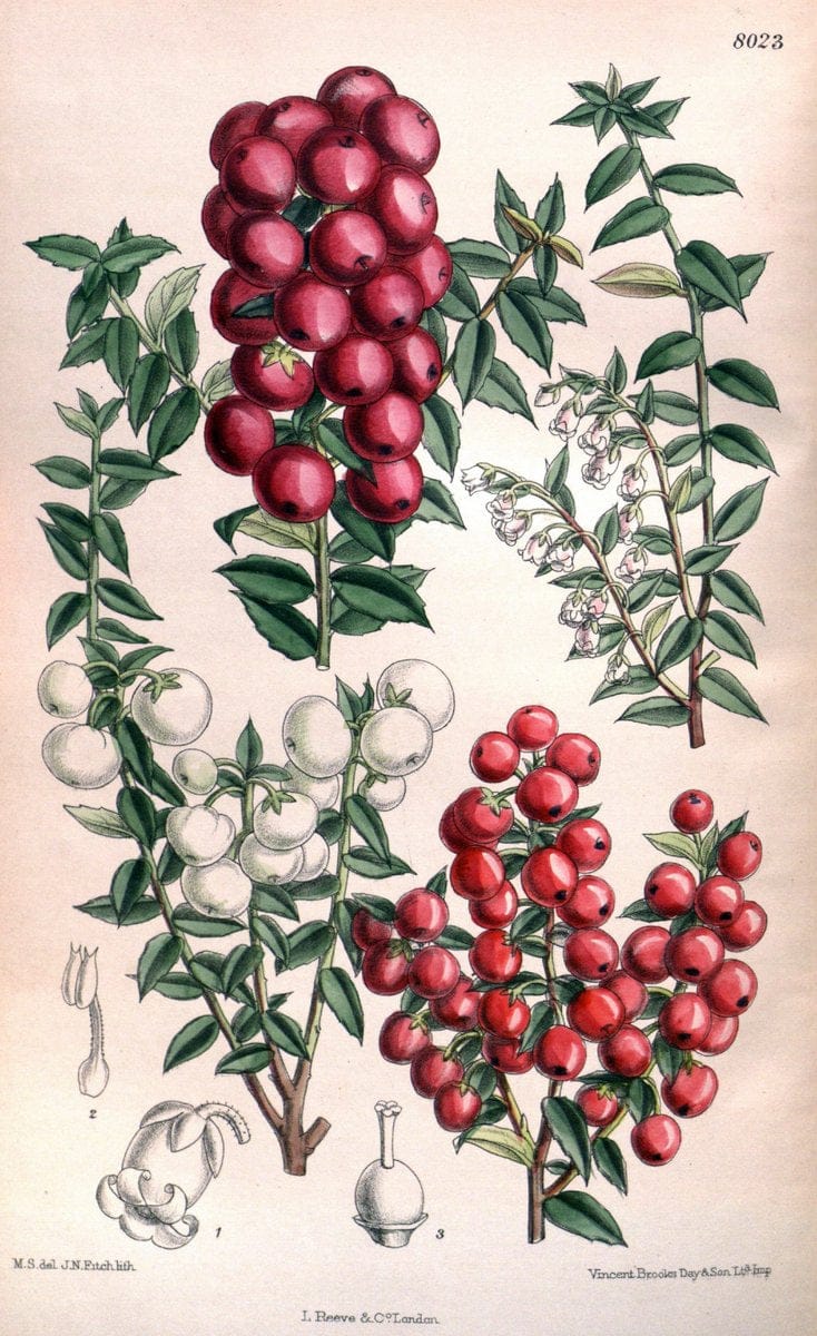 Curtis's botanical magazine. London ; New York [etc.] :Academic Press [etc.]. | "Botanical illustration" Botany Periodicals "Pictorial works" "Plants, Ornamental"  | Vintage Print Reproduction 457182