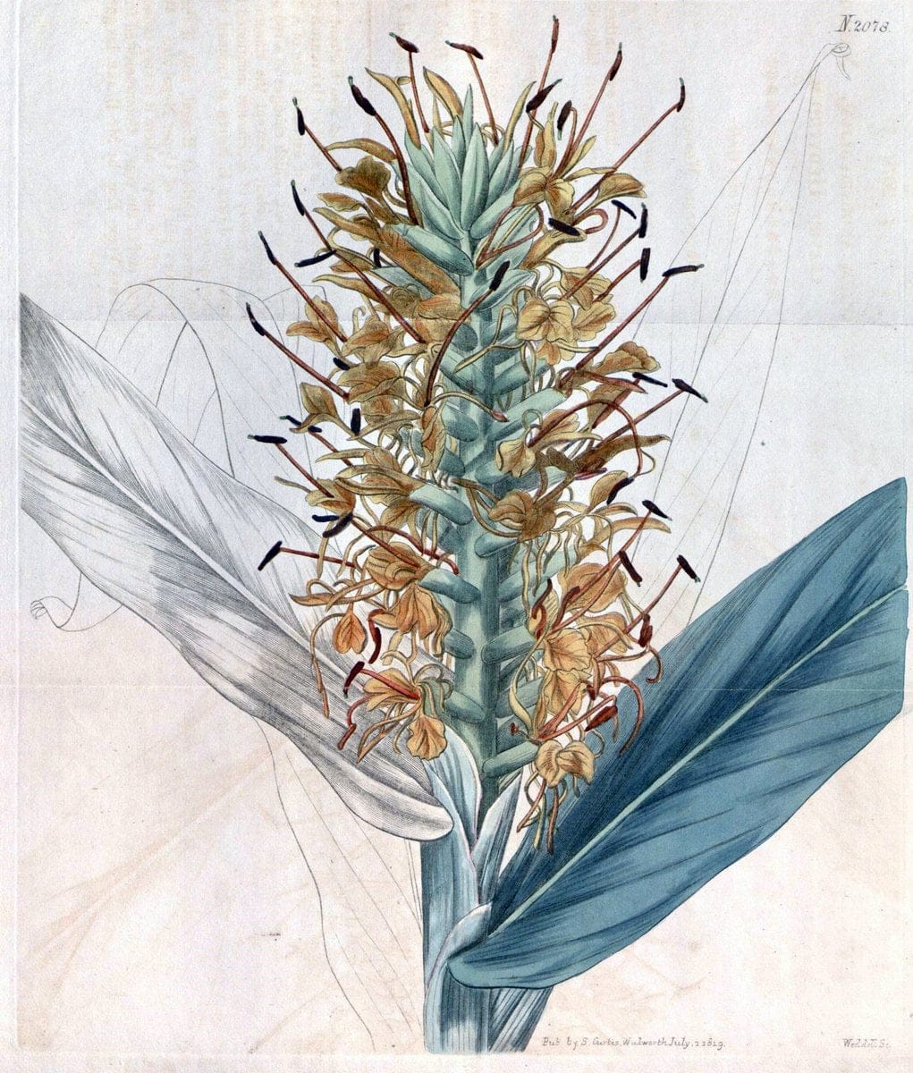 Curtis's botanical magazine. London ; New York [etc.] :Academic Press [etc.]. | "Botanical illustration" Botany Periodicals "Pictorial works" "Plants, Ornamental"  | Vintage Print Reproduction 457183