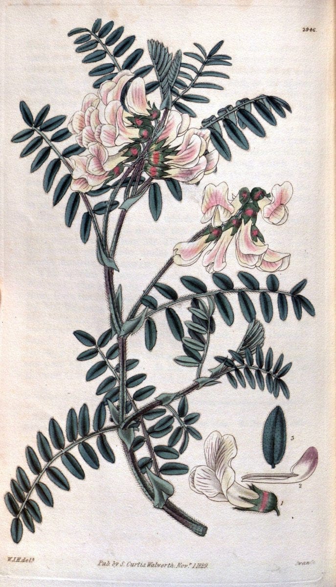 Curtis's botanical magazine. London ; New York [etc.] :Academic Press [etc.]. | "Botanical illustration" Botany Periodicals "Pictorial works" "Plants, Ornamental"  | Vintage Print Reproduction 457184