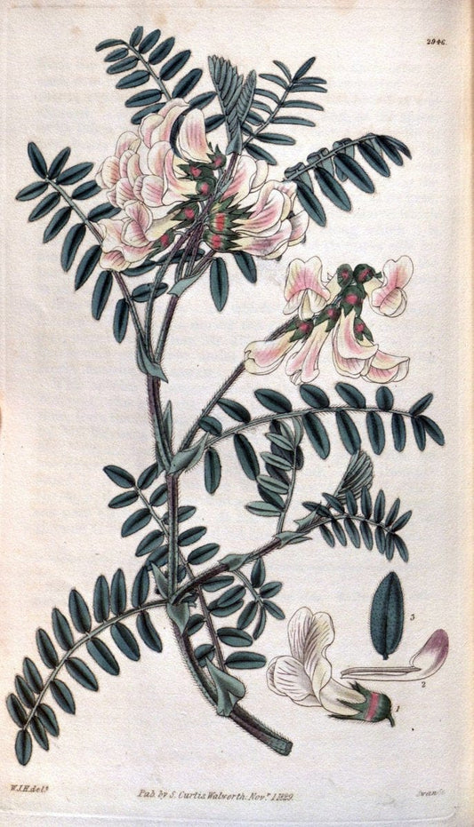 Curtis's botanical magazine. London ; New York [etc.] :Academic Press [etc.]. | "Botanical illustration" Botany Periodicals "Pictorial works" "Plants, Ornamental"  | Vintage Print Reproduction 457184