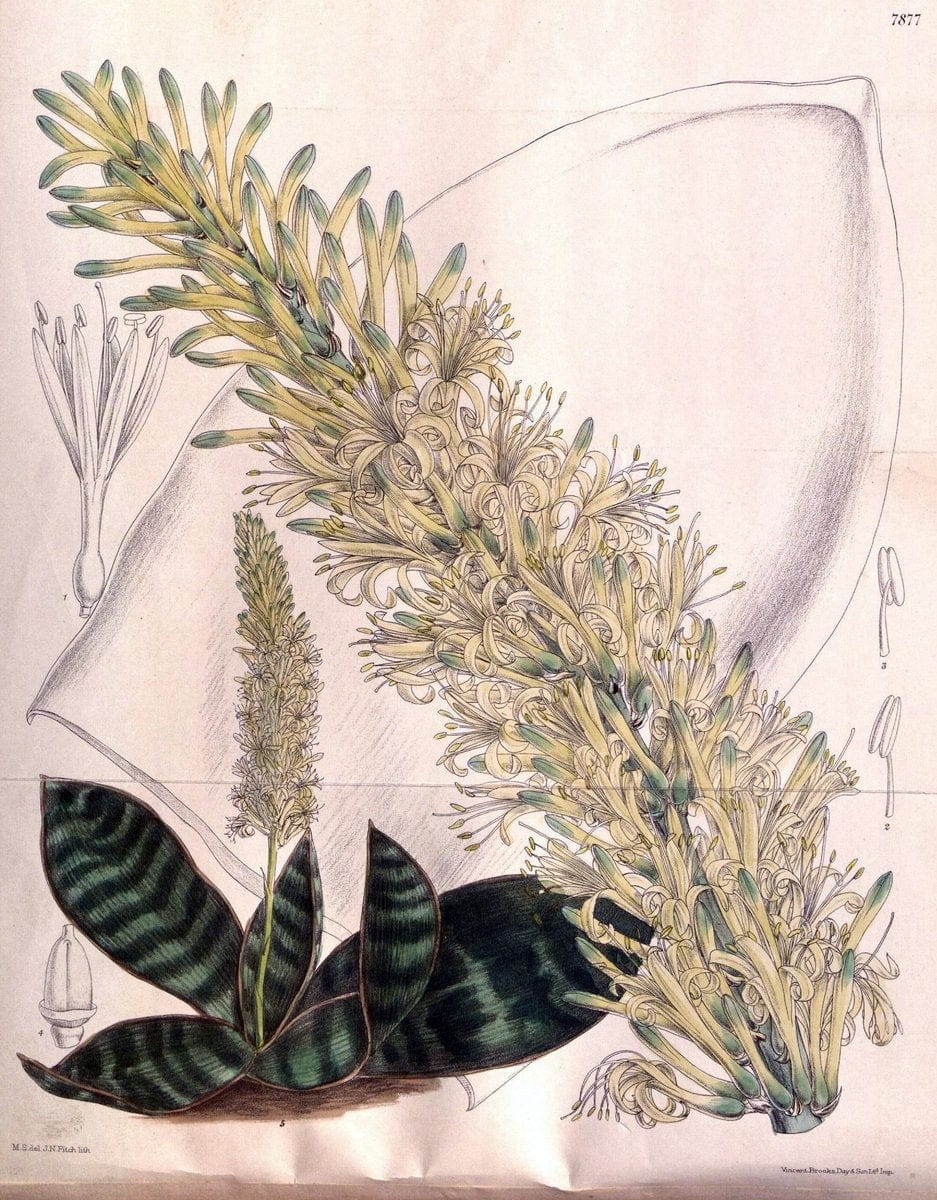 Curtis's botanical magazine. London ; New York [etc.] :Academic Press [etc.]. | "Botanical illustration" Botany Periodicals "Pictorial works" "Plants, Ornamental"  | Vintage Print Reproduction 457185