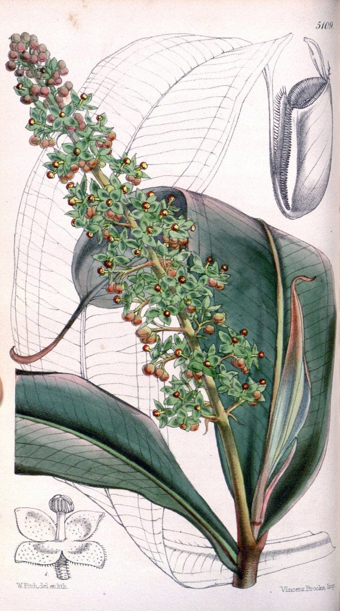 Curtis's botanical magazine. London ; New York [etc.] :Academic Press [etc.]. | "Botanical illustration" Botany Periodicals "Pictorial works" "Plants, Ornamental"  | Vintage Print Reproduction 457186