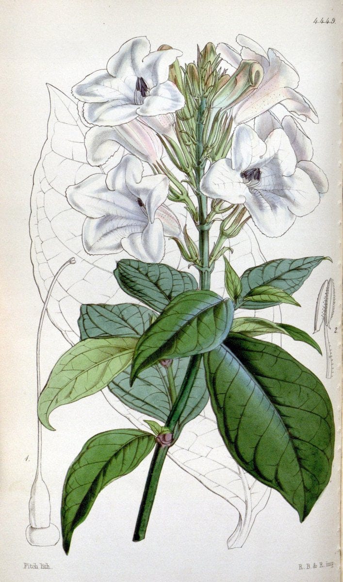 Curtis's botanical magazine. London ;New York [etc.] :Academic Press [etc.]. | Botany Periodicals "Pictorial works"  | Vintage Print Reproduction 457187