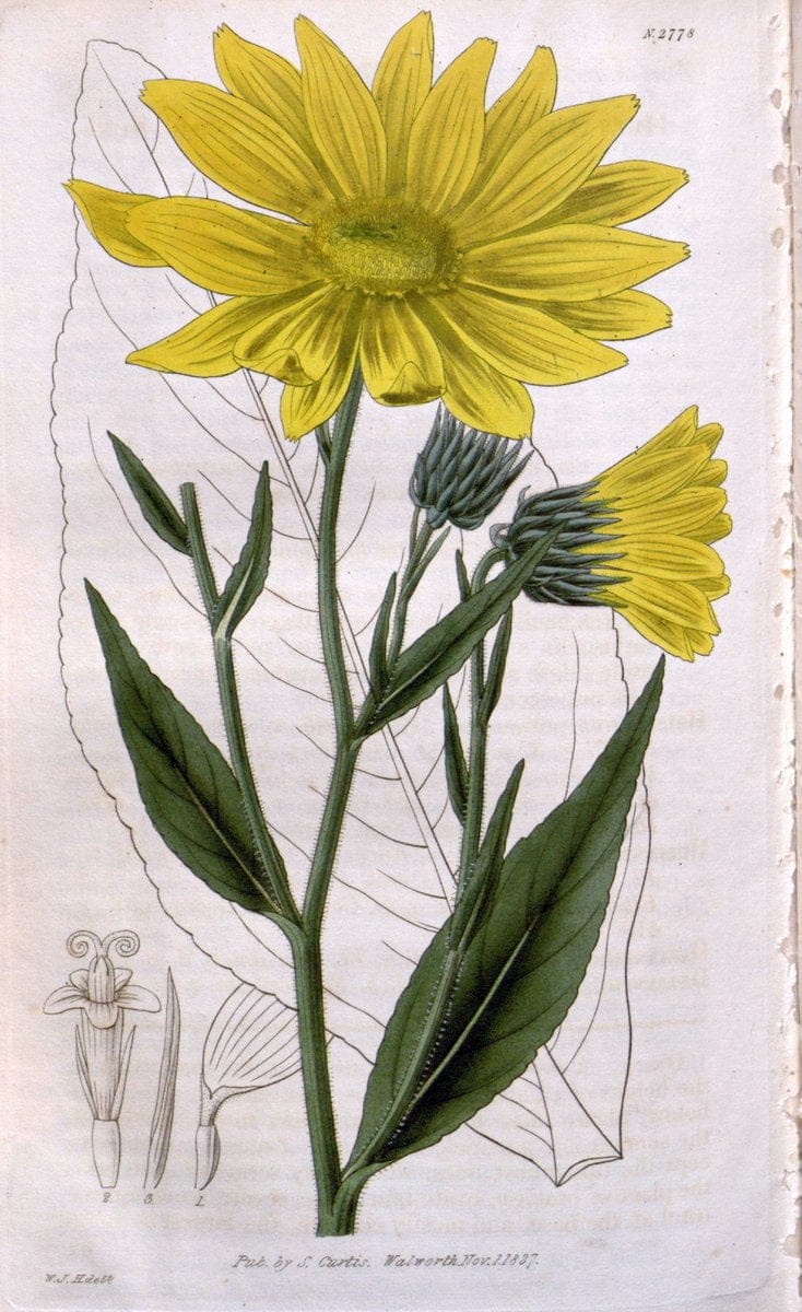 Curtis's botanical magazine. London ;New York [etc.] :Academic Press [etc.]. | Botany Periodicals "Pictorial works"  | Vintage Print Reproduction 457188