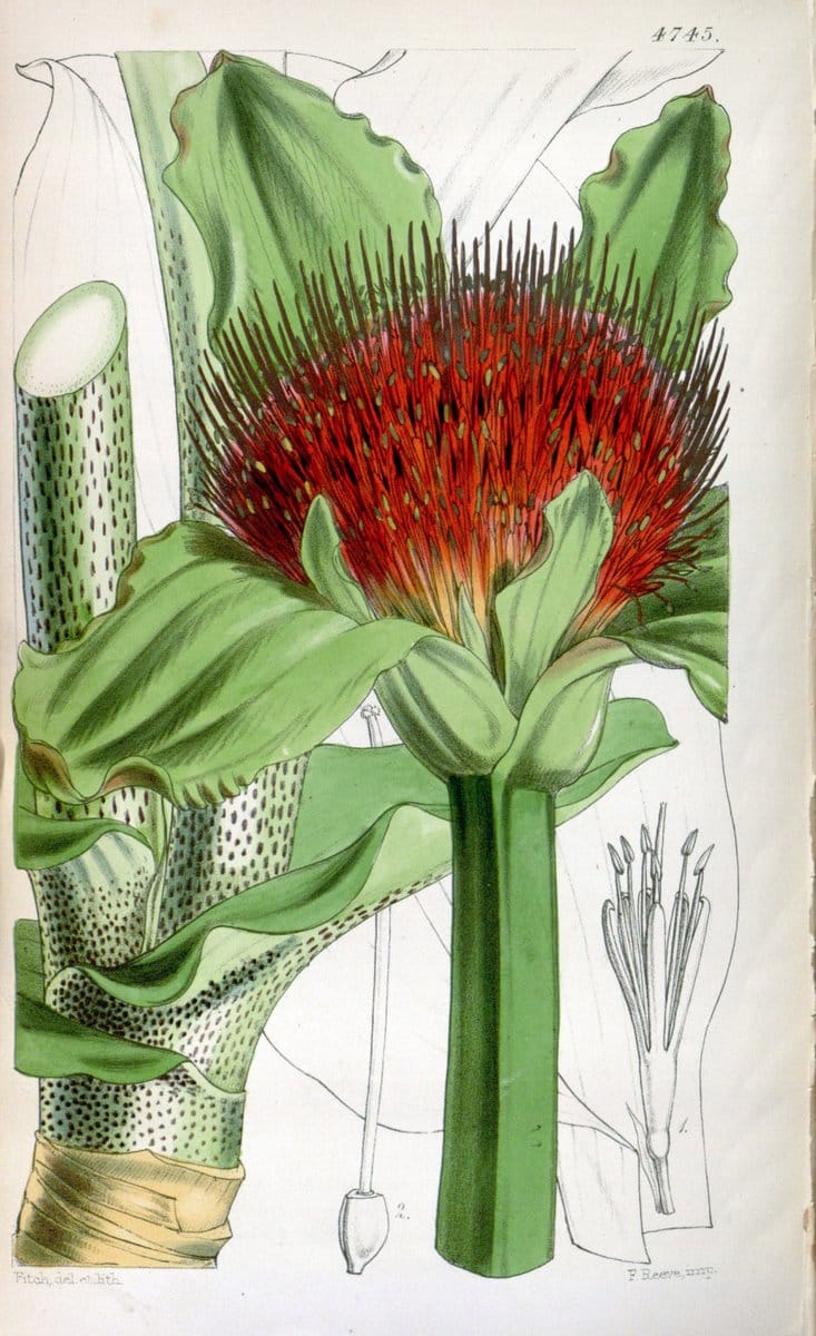 Curtis's botanical magazine. London ; New York [etc.] :Academic Press [etc.]. | "Botanical illustration" Botany Periodicals "Pictorial works" "Plants, Ornamental"  | Vintage Print Reproduction 457190