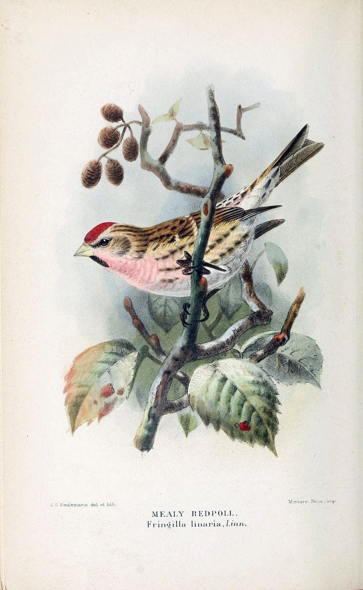 Coloured figures of the birds of the British Islands / issued by Lord Lilford. London :R | 59.82(42) Birds "Great Britain" "Pictorial works"  | Vintage Print Reproduction 457191