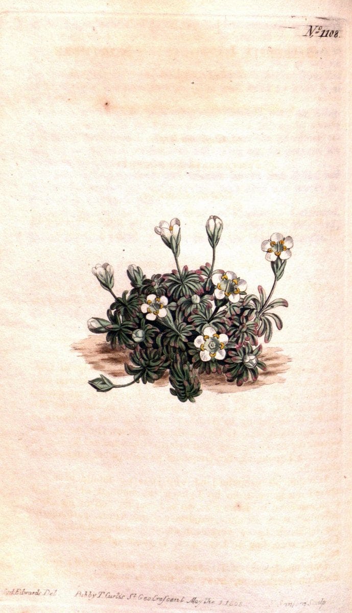 Curtis's botanical magazine. London ; New York [etc.] :Academic Press [etc.]. | "Botanical illustration" Botany Periodicals "Pictorial works" "Plants, Ornamental"  | Vintage Print Reproduction 457192