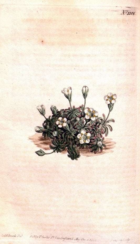 Curtis's botanical magazine. London ; New York [etc.] :Academic Press [etc.]. | "Botanical illustration" Botany Periodicals "Pictorial works" "Plants, Ornamental"  | Vintage Print Reproduction 457192