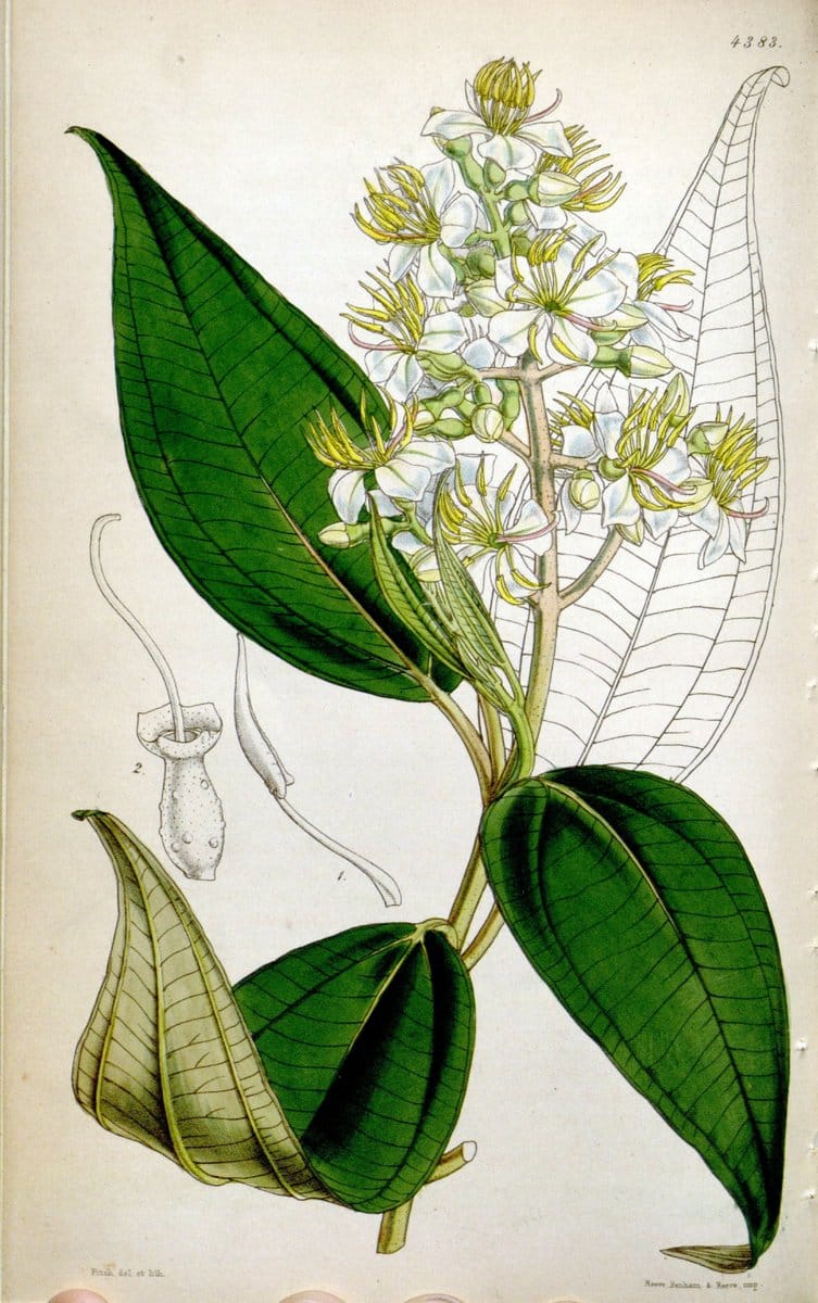 Curtis's botanical magazine. London ; New York [etc.] :Academic Press [etc.]. | "Botanical illustration" Botany Periodicals "Pictorial works" "Plants, Ornamental"  | Vintage Print Reproduction 457194