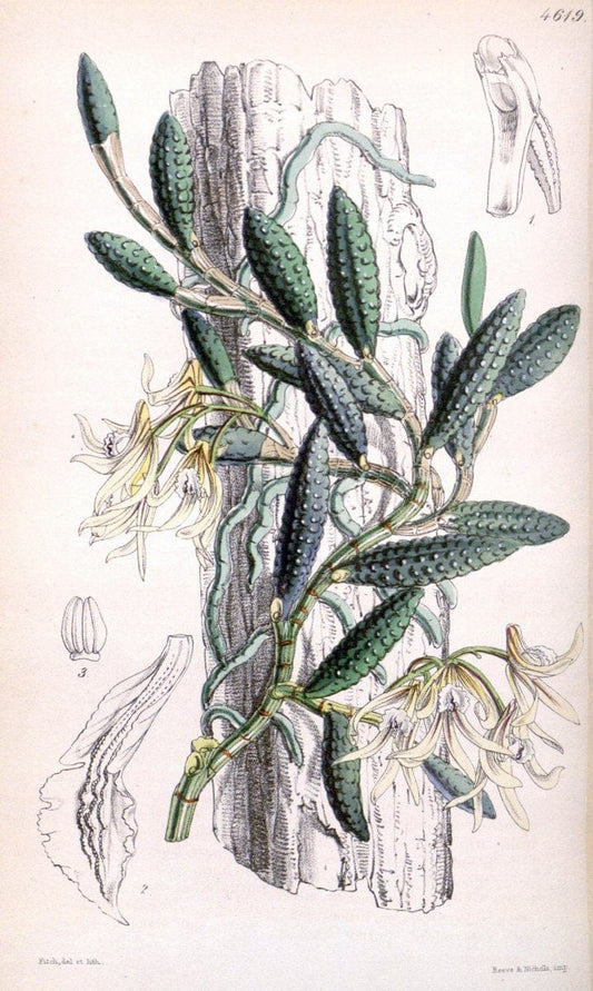 Curtis's botanical magazine. London ; New York [etc.] :Academic Press [etc.]. | "Botanical illustration" Botany Periodicals "Pictorial works" "Plants, Ornamental"  | Vintage Print Reproduction 457195