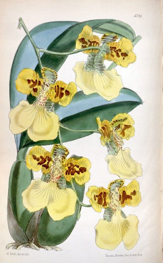 Curtis's botanical magazine. London ; New York [etc.] :Academic Press [etc.]. | "Botanical illustration" Botany Periodicals "Pictorial works" "Plants, Ornamental"  | Vintage Print Reproduction 457196