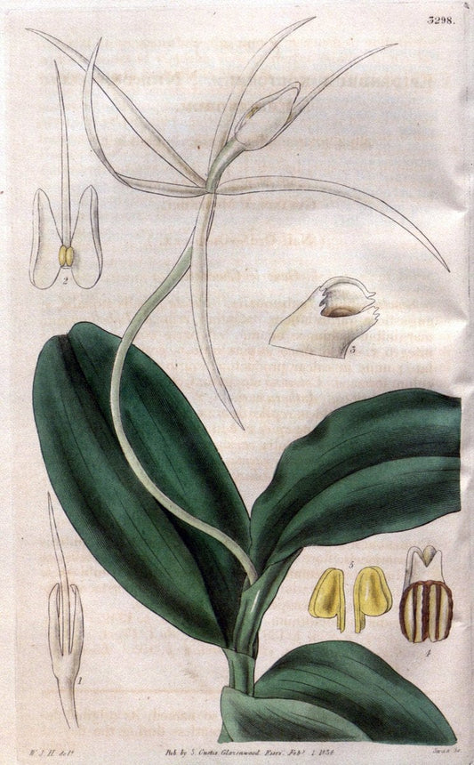 Curtis's botanical magazine..London ;New York [etc.] :Academic Press [etc.]. |  | Vintage Print Reproduction 457197