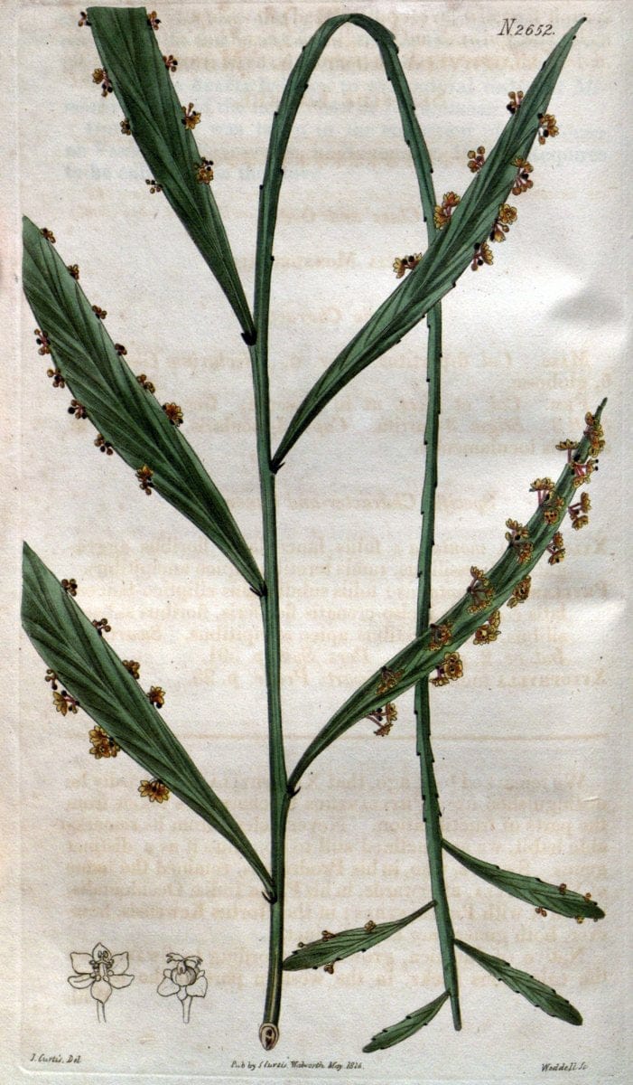 Curtis's botanical magazine. London ; New York [etc.] :Academic Press [etc.]. | "Botanical illustration" Botany Periodicals "Pictorial works" "Plants, Ornamental"  | Vintage Print Reproduction 457198