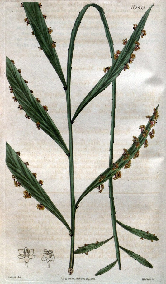 Curtis's botanical magazine. London ; New York [etc.] :Academic Press [etc.]. | "Botanical illustration" Botany Periodicals "Pictorial works" "Plants, Ornamental"  | Vintage Print Reproduction 457198