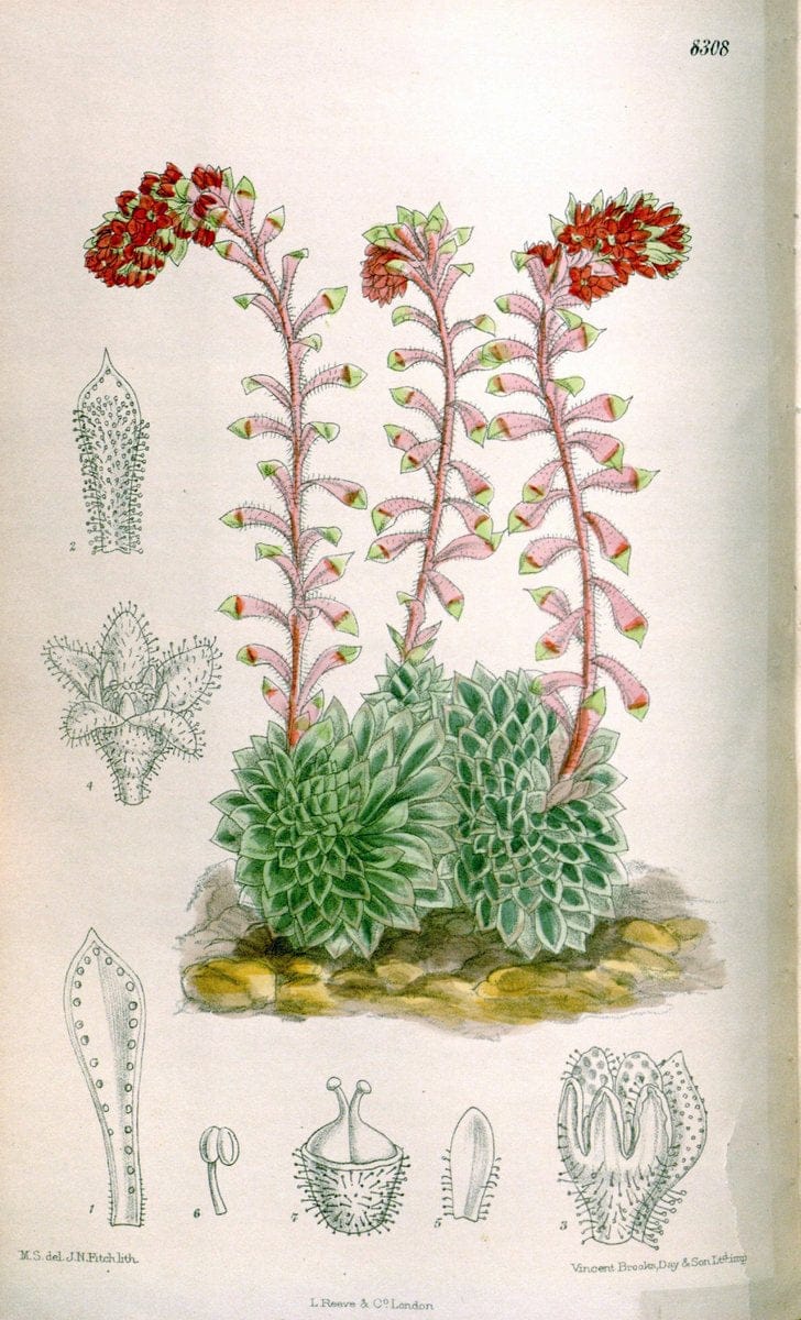 Curtis's botanical magazine. London ; New York [etc.] :Academic Press [etc.]. | "Botanical illustration" Botany Periodicals "Pictorial works" "Plants, Ornamental"  | Vintage Print Reproduction 457199