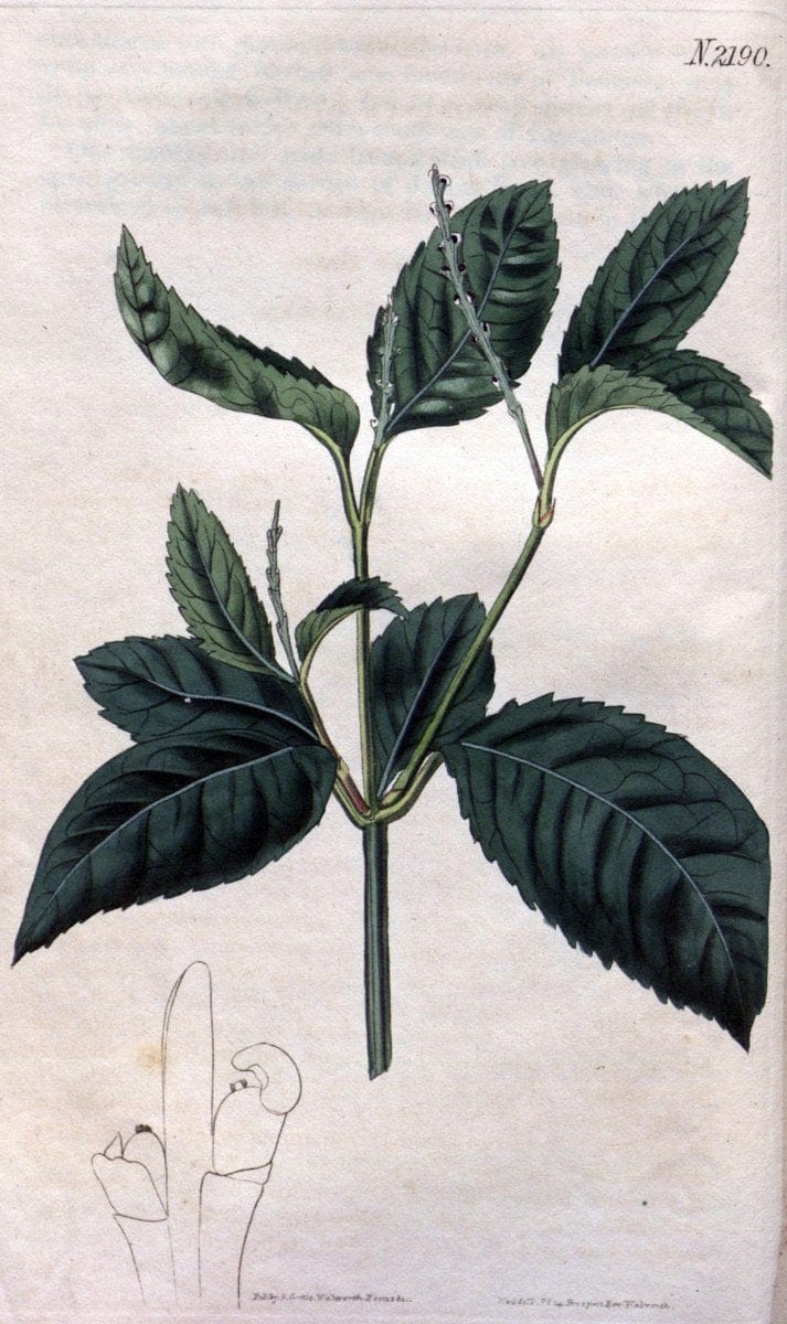 Curtis's botanical magazine. London ; New York [etc.] :Academic Press [etc.]. | "Botanical illustration" Botany Periodicals "Pictorial works" "Plants, Ornamental"  | Vintage Print Reproduction 457200