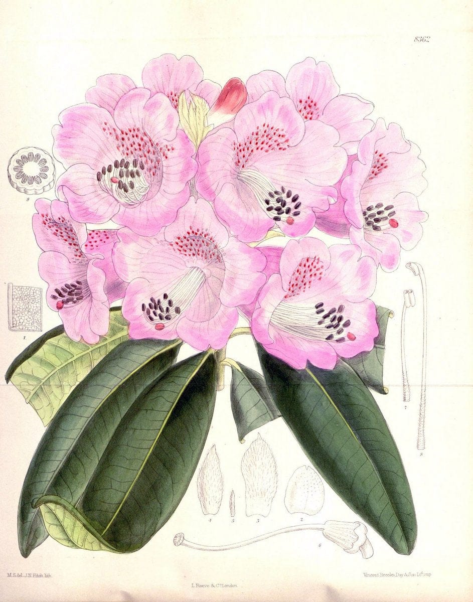 Curtis's botanical magazine. London ; New York [etc.] :Academic Press [etc.]. | "Botanical illustration" Botany Periodicals "Pictorial works" "Plants, Ornamental"  | Vintage Print Reproduction 457201