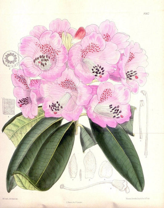 Curtis's botanical magazine. London ; New York [etc.] :Academic Press [etc.]. | "Botanical illustration" Botany Periodicals "Pictorial works" "Plants, Ornamental"  | Vintage Print Reproduction 457201