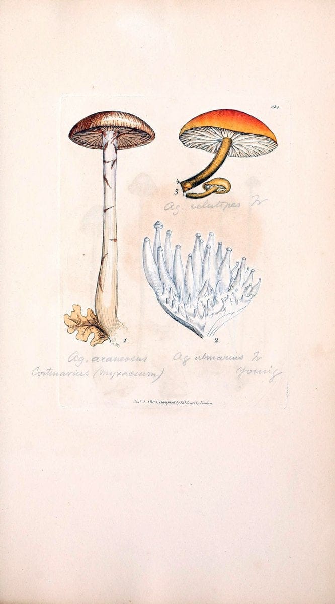 Coloured figures of English fungi or mushrooms. London,Printed by J. Davis,1797-[1809]. | England Mushrooms  | Vintage Print Reproduction 457202