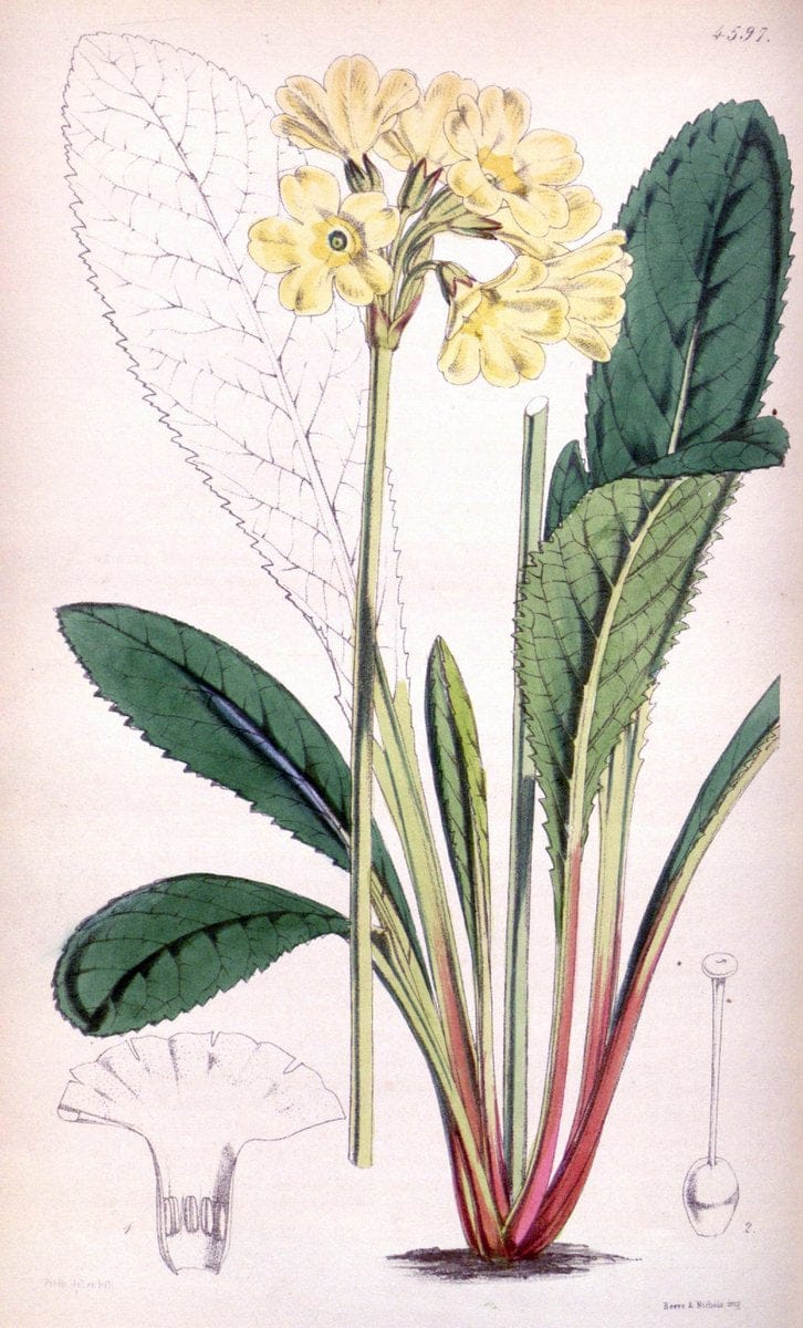 Curtis's botanical magazine. London ; New York [etc.] :Academic Press [etc.]. | "Botanical illustration" Botany Periodicals "Pictorial works" "Plants, Ornamental"  | Vintage Print Reproduction 457203