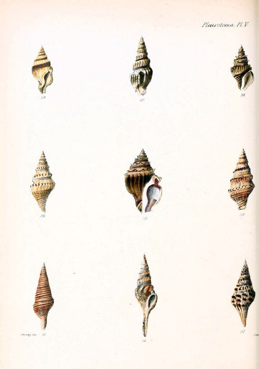 Conchologia iconica, or, Illustrations of the shells of molluscous animals. v.1London :Reeve, Brothers,1843-1878. | Mollusks "Pictorial works" Shells  | Vintage Print Reproduction 457204