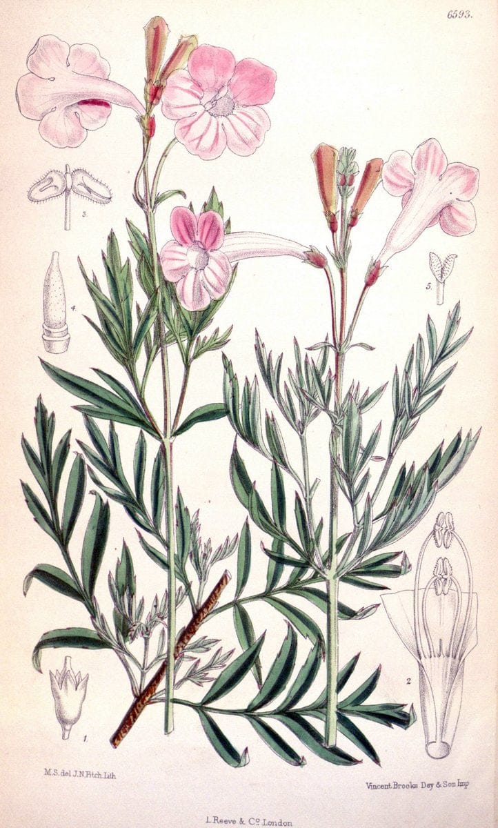 Curtis's botanical magazine. London ; New York [etc.] :Academic Press [etc.]. | "Botanical illustration" Botany Periodicals "Pictorial works" "Plants, Ornamental"  | Vintage Print Reproduction 457205