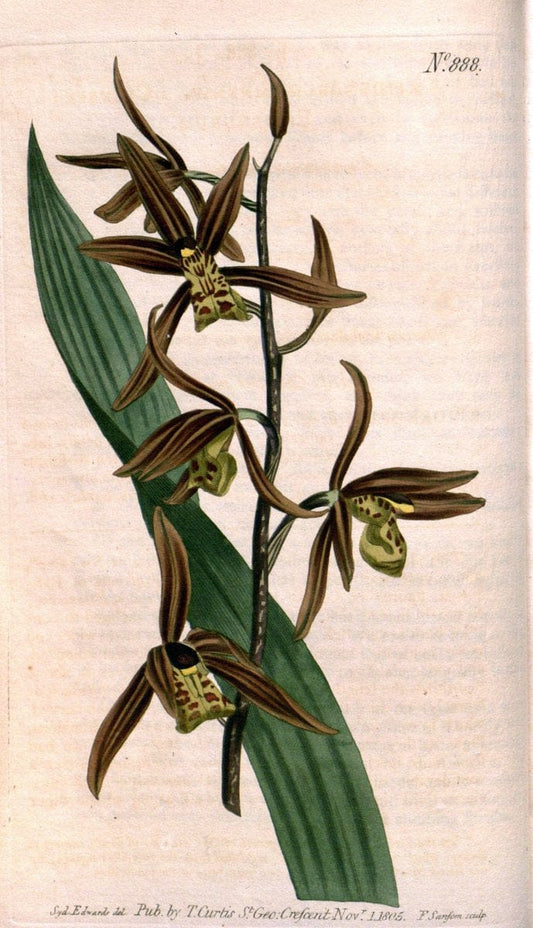 Curtis's botanical magazine. London ;New York [etc.] :Academic Press [etc.]. | Botany Periodicals "Pictorial works"  | Vintage Print Reproduction 457206