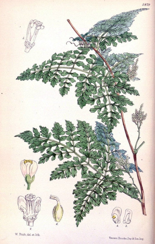 Curtis's botanical magazine..London ;New York [etc.] :Academic Press [etc.]. |  | Vintage Print Reproduction 457207