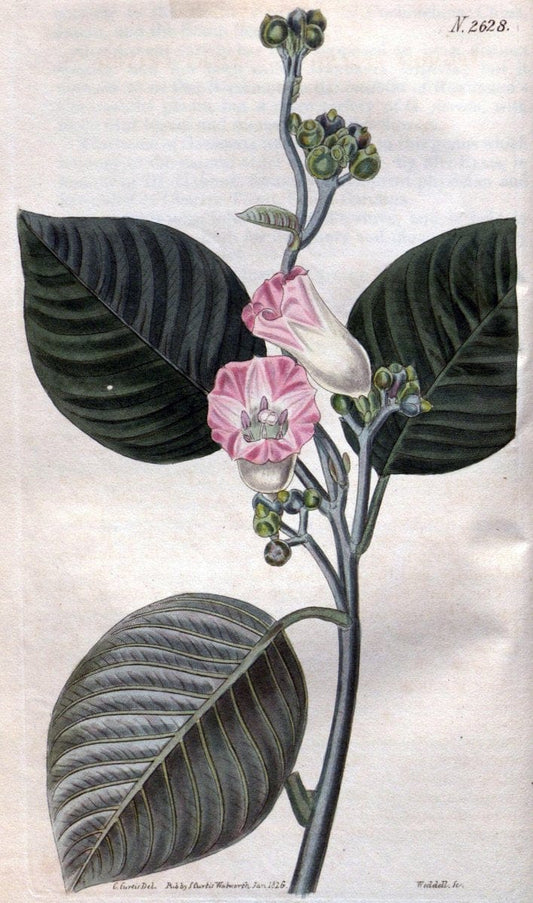 Curtis's botanical magazine. London ; New York [etc.] :Academic Press [etc.]. | "Botanical illustration" Botany Periodicals "Pictorial works" "Plants, Ornamental"  | Vintage Print Reproduction 457208