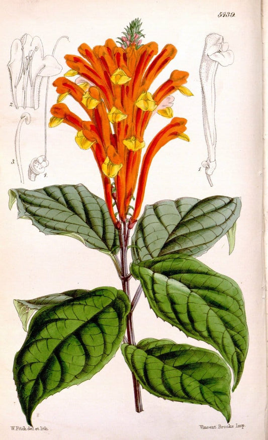 Curtis's botanical magazine..London ;New York [etc.] :Academic Press [etc.]. |  | Vintage Print Reproduction 457209