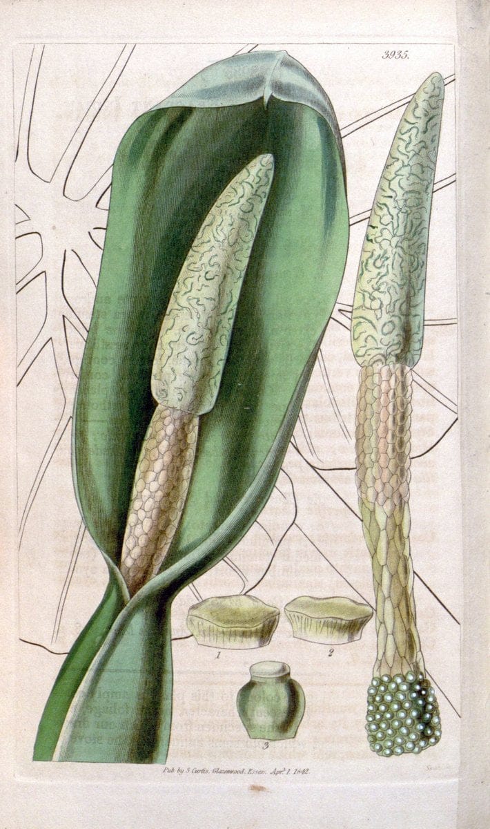 Curtis's botanical magazine. London ; New York [etc.] :Academic Press [etc.]. | "Botanical illustration" Botany Periodicals "Pictorial works" "Plants, Ornamental"  | Vintage Print Reproduction 457210