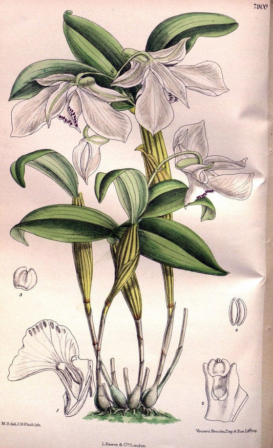 Curtis's botanical magazine. London ; New York [etc.] :Academic Press [etc.]. | "Botanical illustration" Botany Periodicals "Pictorial works" "Plants, Ornamental"  | Vintage Print Reproduction 457211