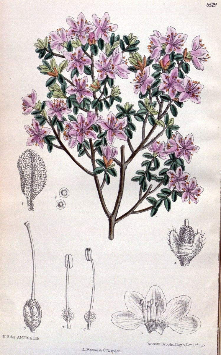 Curtis's botanical magazine. London ; New York [etc.] :Academic Press [etc.]. | "Botanical illustration" Botany Periodicals "Pictorial works" "Plants, Ornamental"  | Vintage Print Reproduction 457212