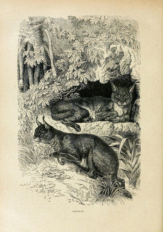 Cassell's natural history. London [etc]Cassell & Company, Limited,1896.  | "Animal behavior" Animals Nomenclature  | Vintage Print Reproduction 457213