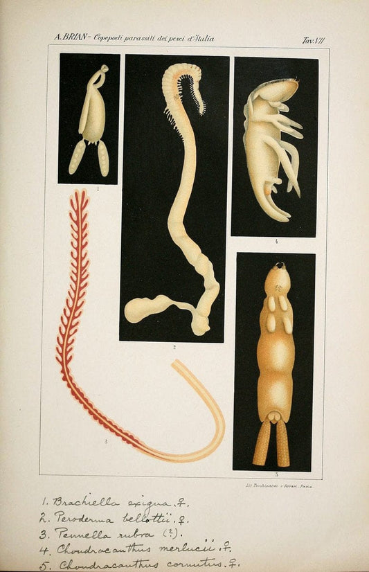 Copepodi parassiti dei pesci d'Italia (con XXI tavole).Genova,R. Istituto Sordomuti,1906.. |  | Vintage Print Reproduction 457214