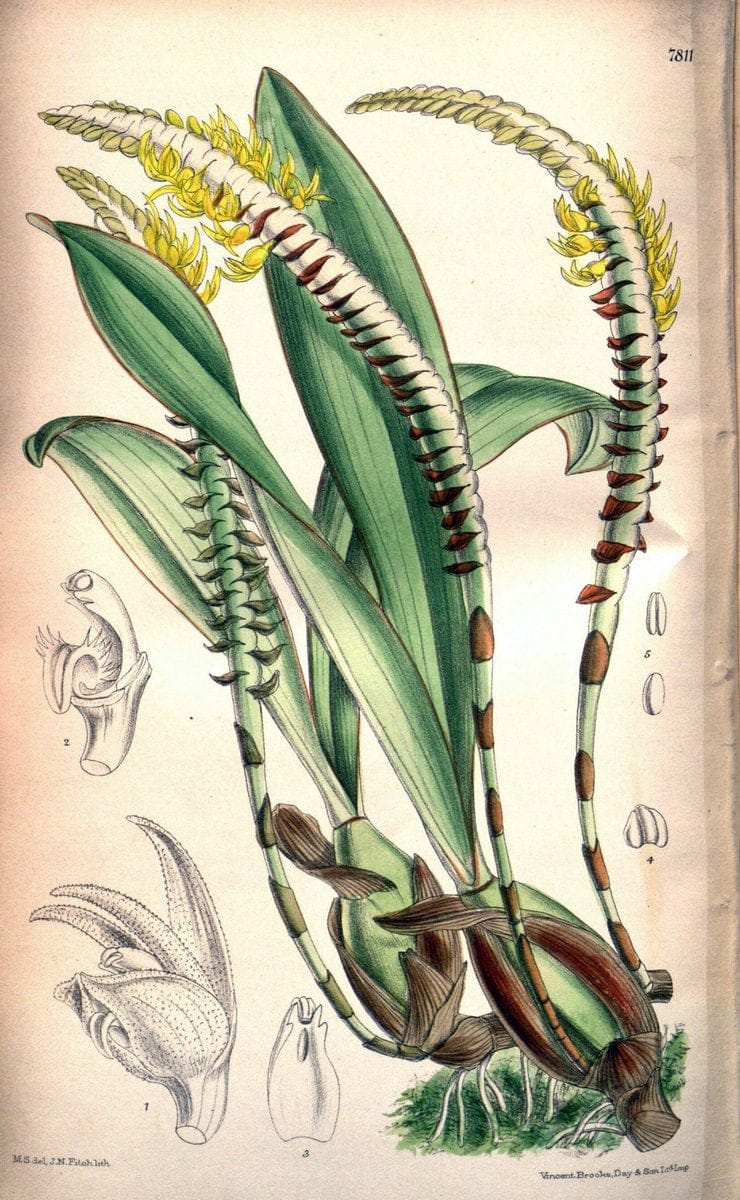 Curtis's botanical magazine. London ; New York [etc.] :Academic Press [etc.]. | "Botanical illustration" Botany Periodicals "Pictorial works" "Plants, Ornamental"  | Vintage Print Reproduction 457215