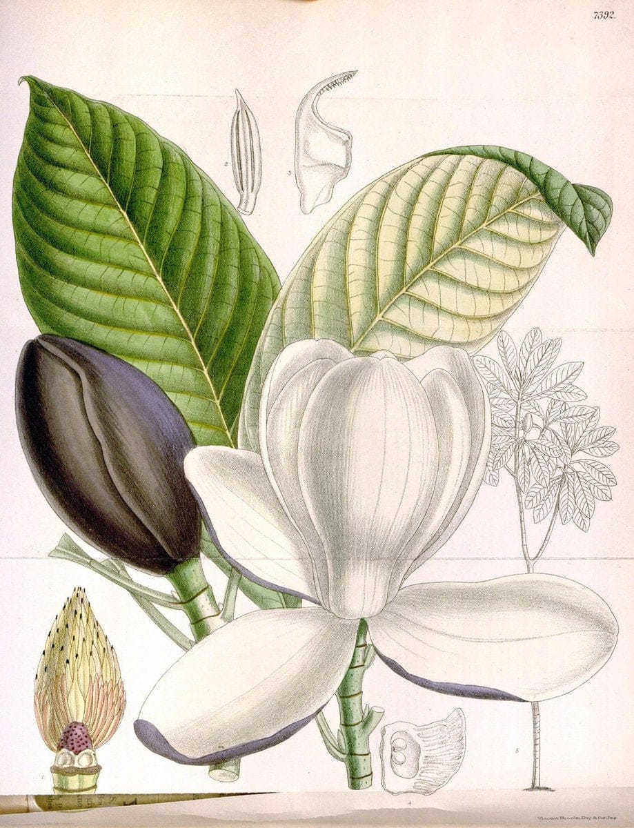 Curtis's botanical magazine. London ; New York [etc.] :Academic Press [etc.]. | "Botanical illustration" Botany Periodicals "Pictorial works" "Plants, Ornamental"  | Vintage Print Reproduction 457216