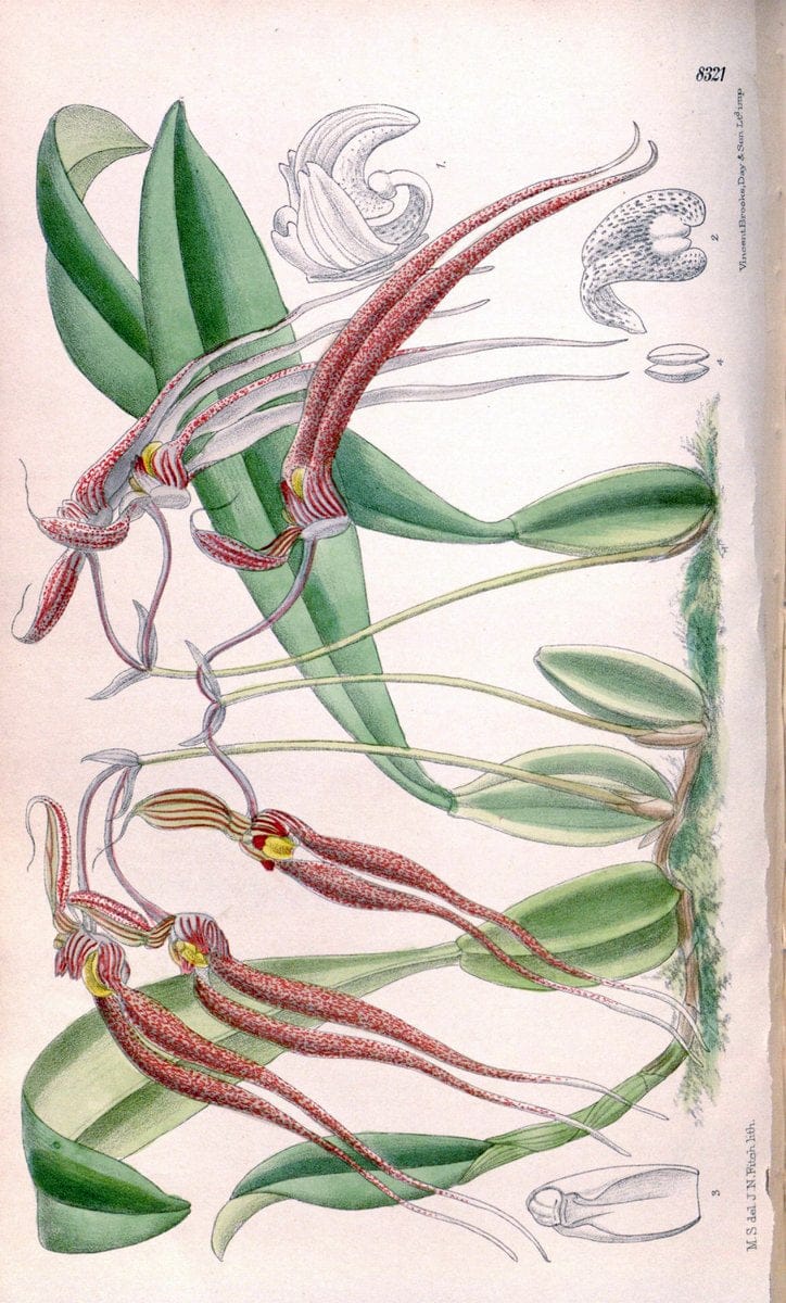 Curtis's botanical magazine. London ; New York [etc.] :Academic Press [etc.]. | "Botanical illustration" Botany Periodicals "Pictorial works" "Plants, Ornamental"  | Vintage Print Reproduction 457217