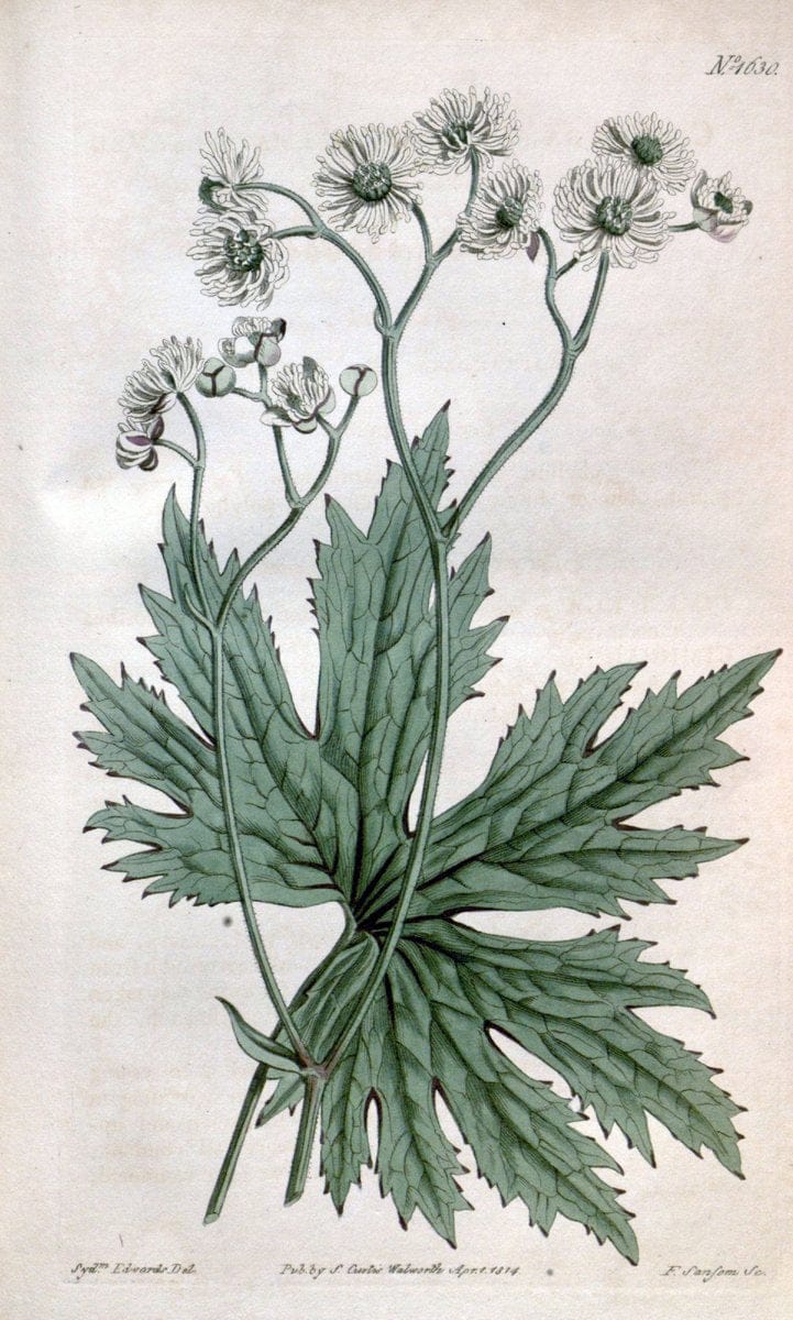 Curtis's botanical magazine. London ; New York [etc.] :Academic Press [etc.]. | "Botanical illustration" Botany Periodicals "Pictorial works" "Plants, Ornamental"  | Vintage Print Reproduction 457218