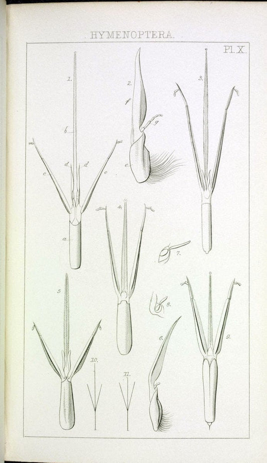 Catalogue of British Hymenoptera in the collection of the British Museum..London,1855.. |  | Vintage Print Reproduction 457219