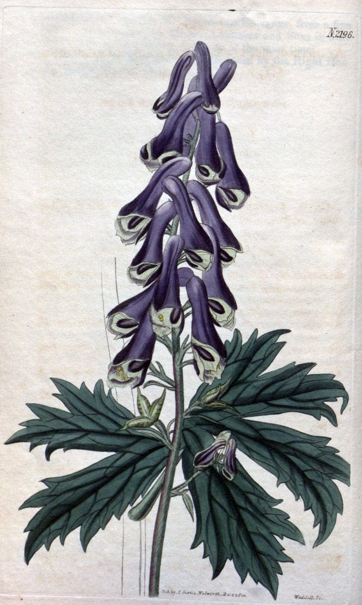 Curtis's botanical magazine. London ; New York [etc.] :Academic Press [etc.]. | "Botanical illustration" Botany Periodicals "Pictorial works" "Plants, Ornamental"  | Vintage Print Reproduction 457220