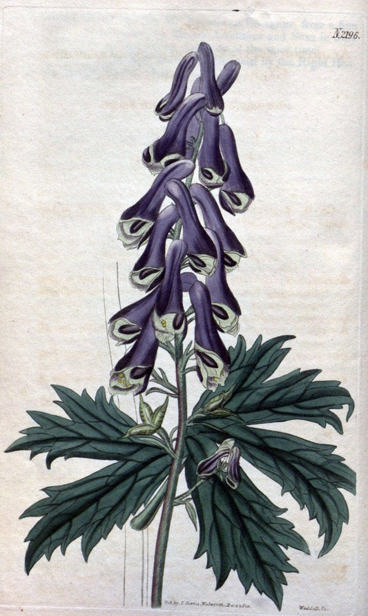Curtis's botanical magazine. London ; New York [etc.] :Academic Press [etc.]. | "Botanical illustration" Botany Periodicals "Pictorial works" "Plants, Ornamental"  | Vintage Print Reproduction 457220