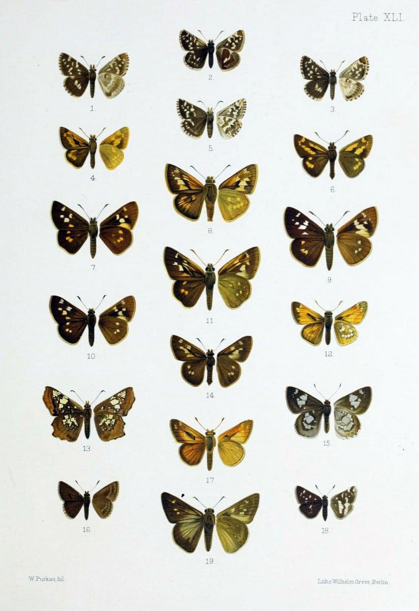 Butterflies from China, Japan, and Corea. London,R.H. Porter,1892-94.  | Butterflies China Japan Korea  | Vintage Print Reproduction 457221
