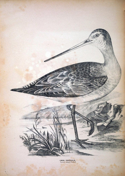 Companion to Gould's Handbook; or, Synopsis of the birds of Australia. Brisbane,Thorne & Greenwell,1877.  | Australia Birds | Vintage Print Reproduction 457222