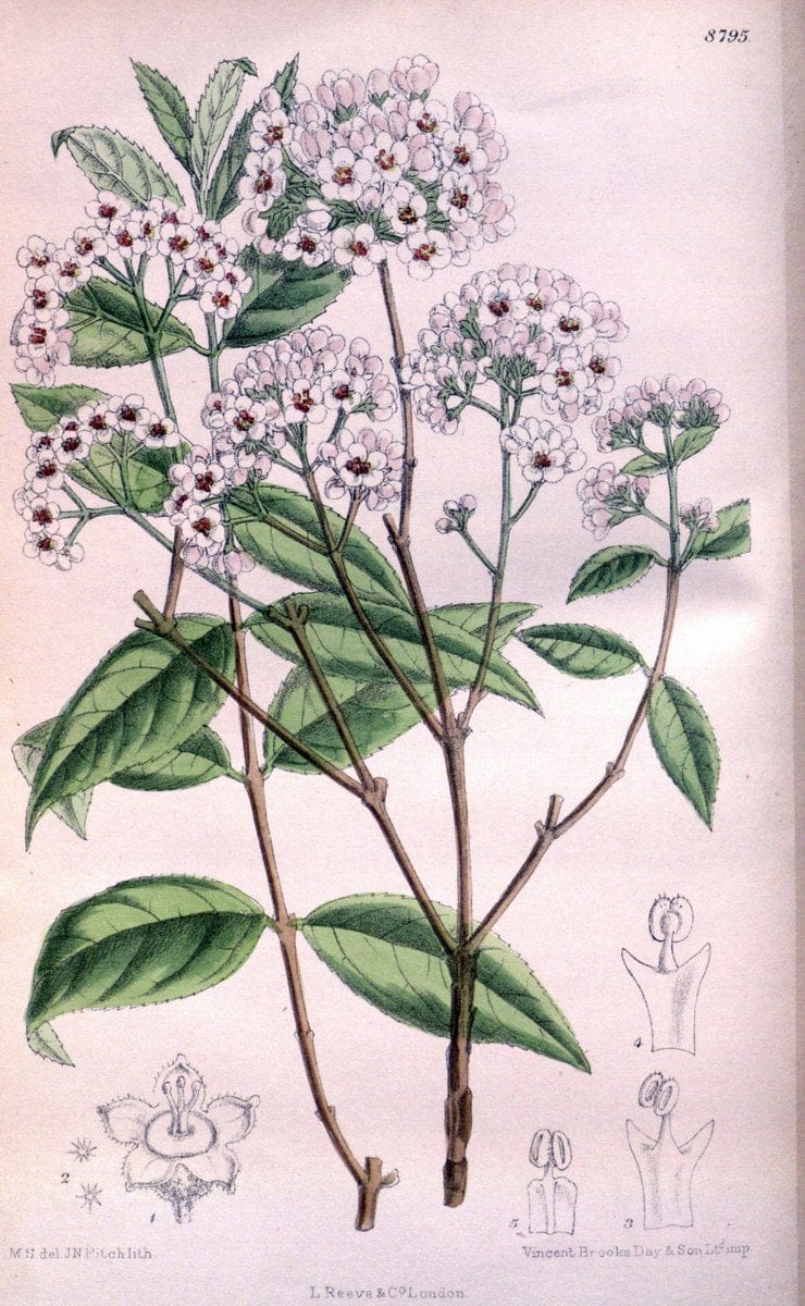 Curtis's botanical magazine. London ; New York [etc.] :Academic Press [etc.]. | "Botanical illustration" Botany Periodicals "Pictorial works" "Plants, Ornamental"  | Vintage Print Reproduction 457223