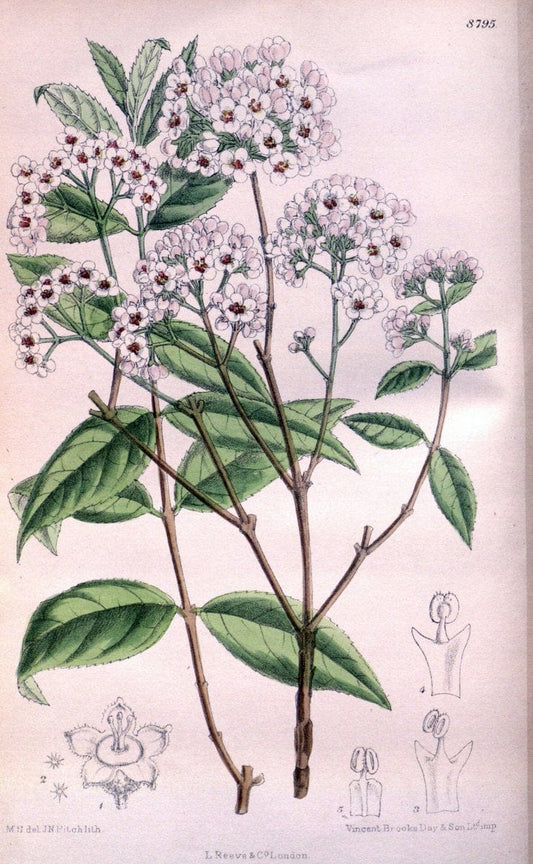 Curtis's botanical magazine. London ; New York [etc.] :Academic Press [etc.]. | "Botanical illustration" Botany Periodicals "Pictorial works" "Plants, Ornamental"  | Vintage Print Reproduction 457223